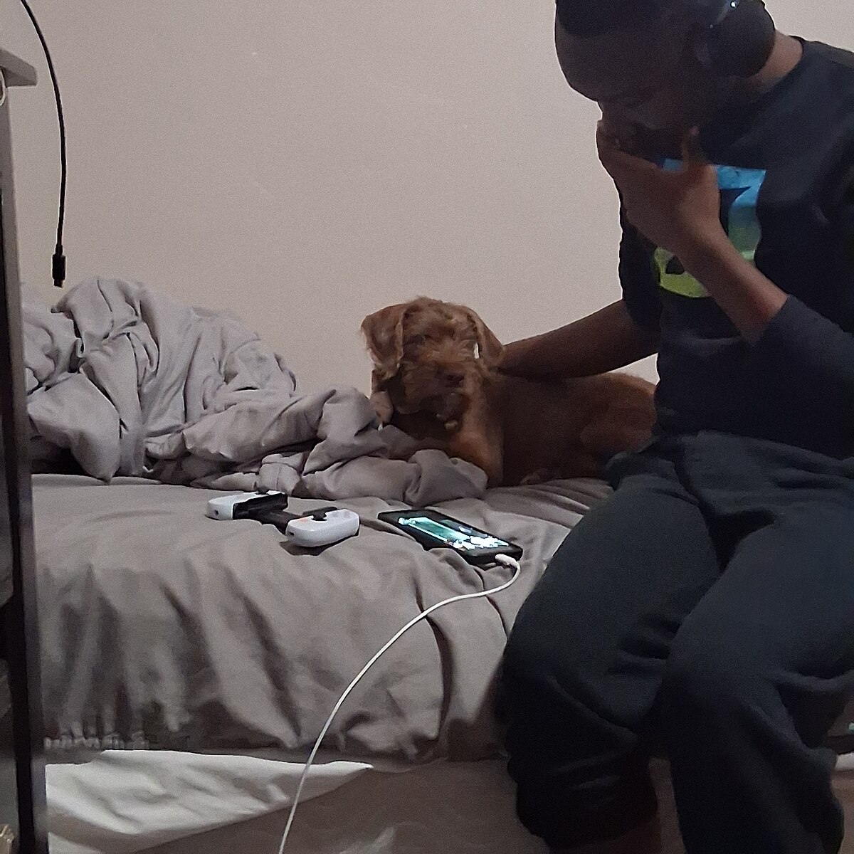 my brother and other dog sitting on a bed.