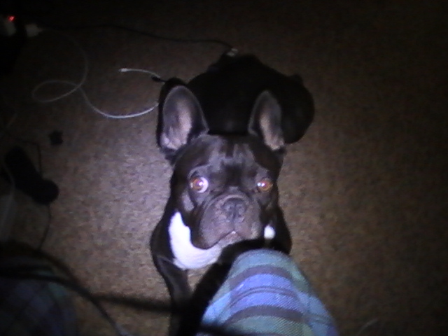 picture of my dog staring into my soul o_0